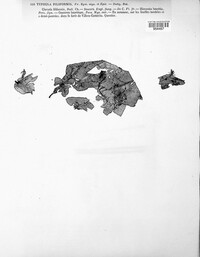 Image of Typhula filiformis